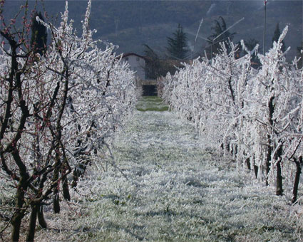 8 aprile 2003: Claudio Fabbro nei pereti di Merna(GO)
irrigati a pioggia e salvati dal gelo